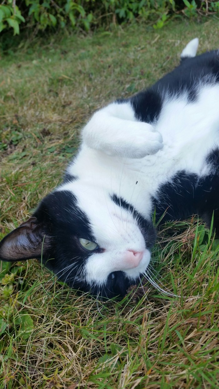 20150808_182250.jpg image